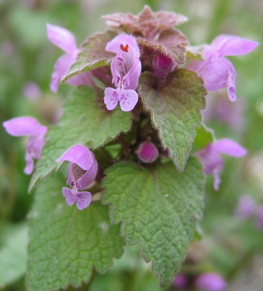 fleurs d ortie